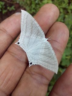 a close up of a person's hand holding a small white butterfly in it's palm