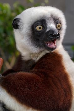 a close up of a monkey with its mouth open