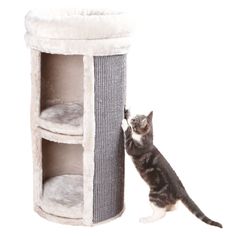 a cat playing with a scratching post on a white background in front of a grey and white cat