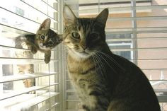 two cats looking out the window at each other and one cat is staring in the same direction