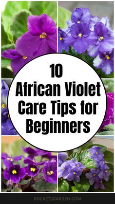 purple flowers with the words 10 african violet care tips for beginners