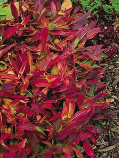 some red and green plants in the dirt