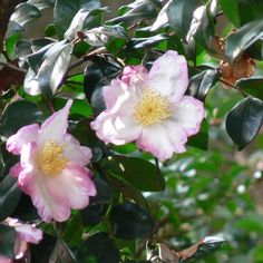 Camellia sasanqua 'Hana Jiman' ~ Hana Jiman Camellia-ServeScape Kumamoto Castle, Fern Images, Fall Into Winter, Soil Type, White Camellia, Lenten Rose, Zone 7, Spider Mites