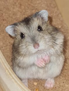 a small rodent sitting in front of a mirror