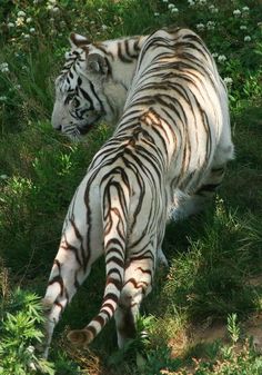 a white tiger laying down in the grass with it's tail up and head down