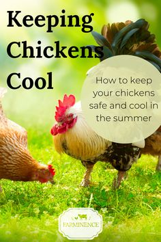 chickens in the grass with text overlay reading keeping chickens cool how to keep your chickens safe and cool in the summer