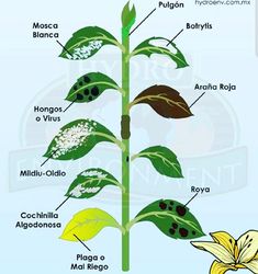 a plant with different parts labeled in spanish, and an image of the leaves on it