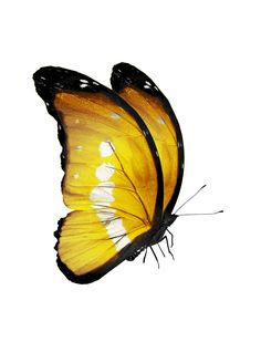 a yellow and black butterfly flying in the air