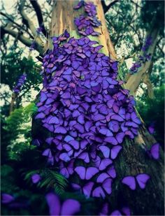 a large tree covered in blue butterflies next to a forest filled with lots of trees