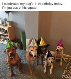 five dogs wearing party hats on the floor