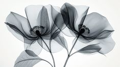 Ce papier peint met en avant des fleurs délicatement tracées en noir et blanc, créant un effet de transparence et de légèreté. Chaque pétale semble flotter, apportant une touche artistique et moderne à l'ensemble. Les détails fins des nervures et la simplicité des couleurs en font une illustration élégante et intemporelle. Ce design s'intègre parfaitement dans un intérieur contemporain ou minimaliste, ajoutant une touche poétique tout en restant épuré. Il est également idéal pour une décoration scandinave grâce à ses lignes épurées et sa palette monochrome. Pour un résultat harmonieux, associez ce papier peint à des teintes douces comme le gris clair, le blanc cassé ou encore des touches de bleu marine pour un contraste subtil. Vous pouvez également l'accompagner de matériaux naturels comm X Ray