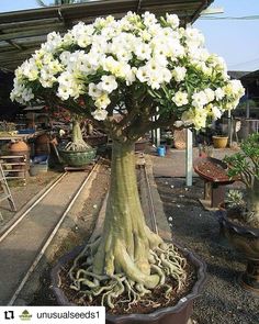 a large tree with white flowers growing out of it's roots in a pot