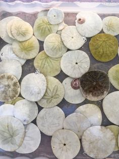 an assortment of different types of leaves in a plastic container on top of the water