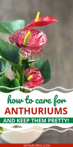 red flowers with text overlay how to care for anthurums and keep them pretty