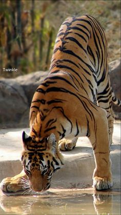 a large tiger drinking water from a pond