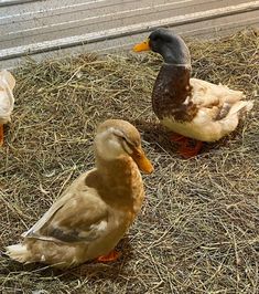 three ducks are sitting in the hay on the ground next to each other and one is looking at something