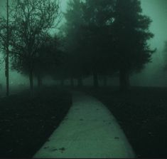 a path in the fog with trees on either side