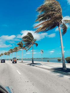 palm trees blowing in the wind on an empty road with cars driving down one side