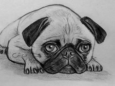 a pencil drawing of a pug laying on the ground with its head down and eyes wide open