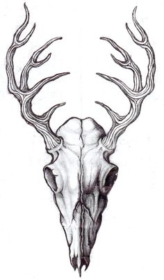 a drawing of a deer skull with antlers on it