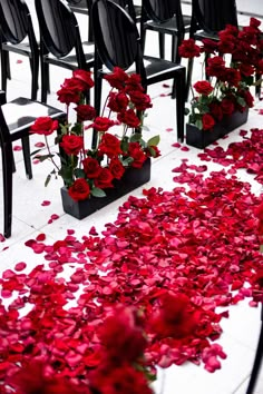 rows of black chairs with red rose petals on the floor