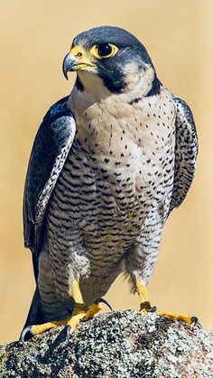 a bird sitting on top of a rock