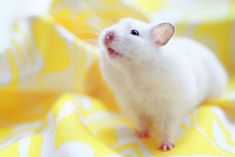 a white rat sitting on top of a yellow and white blanket