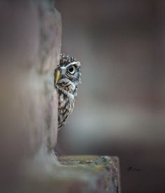 an owl peeking out from behind a brick wall