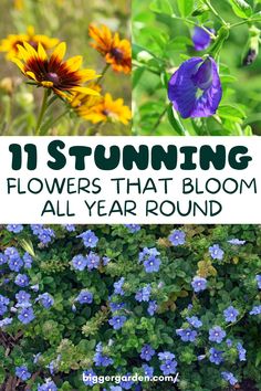 flowers that bloom all year round with text overlay