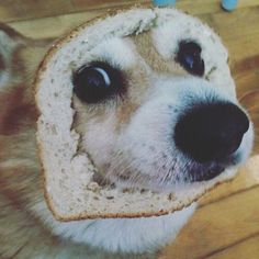 a close up of a dog with a piece of bread in its mouth and eyes