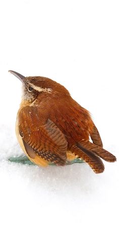 a small bird sitting on top of snow covered ground