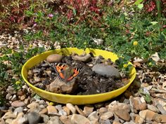 an orange and black butterfly sitting on rocks in a yellow bowl filled with dirt next to flowers