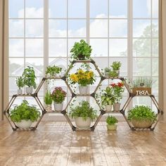 a bunch of potted plants are arranged in hexagonal shelves on the floor