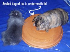 two cats are playing with an orange frisbee on a blue cloth covered table