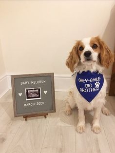 a small dog sitting next to a baby's name plaque and a photo frame