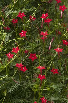 some red flowers are growing in the grass