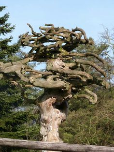 a tree that is growing out of the ground