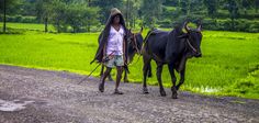 a man walking with two cows down a dirt road in front of green rice fields