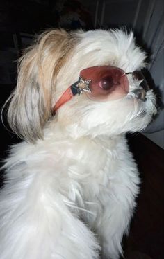 a white dog with glasses on its head