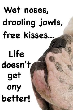 a close up of a dog's face with the words wet noses, drooling jawss, free kisses life doesn't get any better