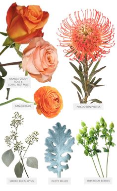 different types of flowers are shown in this graphic style, including orange and pink roses