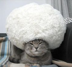 a cat sitting on top of a couch under a fluffy white ball hat with eyes closed