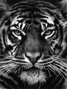 a black and white photo of a tiger with the word interest on it's face