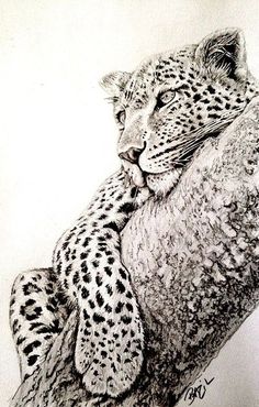 a pencil drawing of a cheetah resting on a tree branch