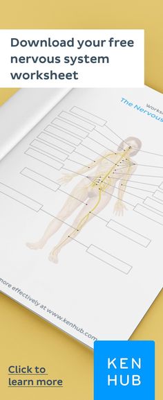 the nervous system worksheet is shown with an image of a person's body