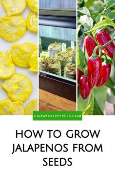 how to grow jalapenos from seeds in the garden and on the tree