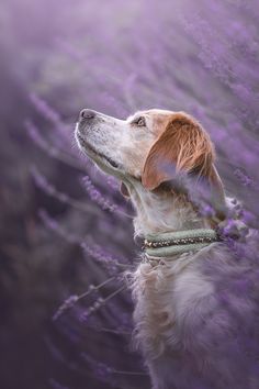 Hunde Portrait Fotografie Anne Bertling Epagneul Breton Jagdhund Vorstehhund Lavendel Outdoor Blumen Münsterland NRW Tierfotografin Fotoshooting Fotograf Hund Dog Photography Lavendel Brittany Spaniel Indoor Pet Photography, Old Dog Photoshoot, Dog Photography Indoor, Dog Portraits Photography, Professional Dog Photography, Pet Photography Poses, Dog Portrait Photography