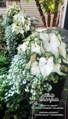 some white flowers and green plants in front of a house