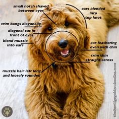 a brown dog with labeled parts on it's face