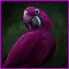 a pink parrot with green eyes sitting on top of a tree branch in front of a black background